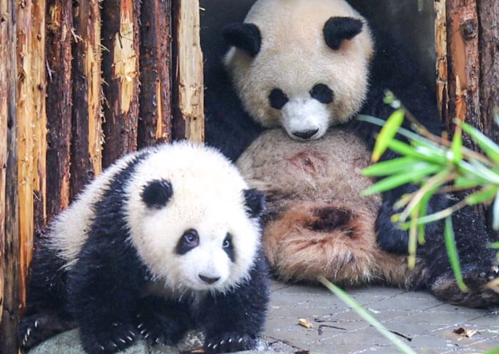 Panda Hua Hua (Internet Celebrity) and Her Mum